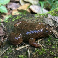 <i>Lankanectes corrugatus</i> Peters, 1863